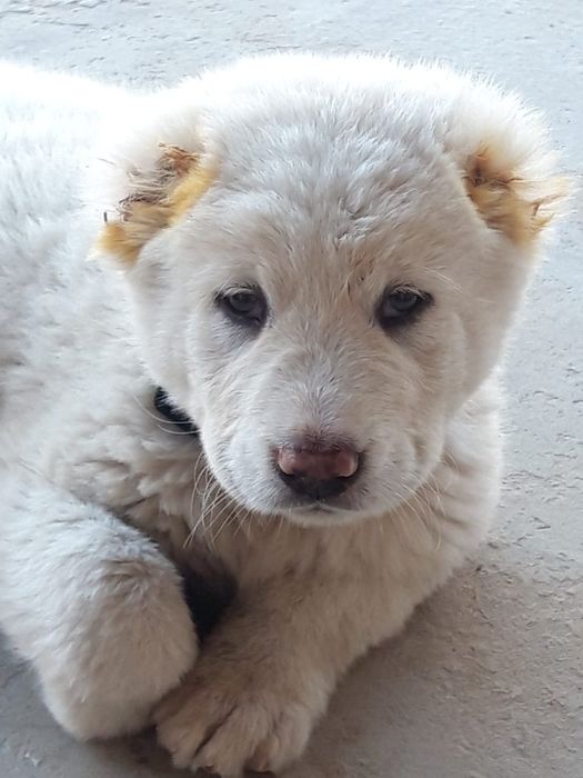 Кабель  Волкодав