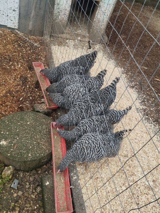 Домашни ярки, кокошки,пуяци