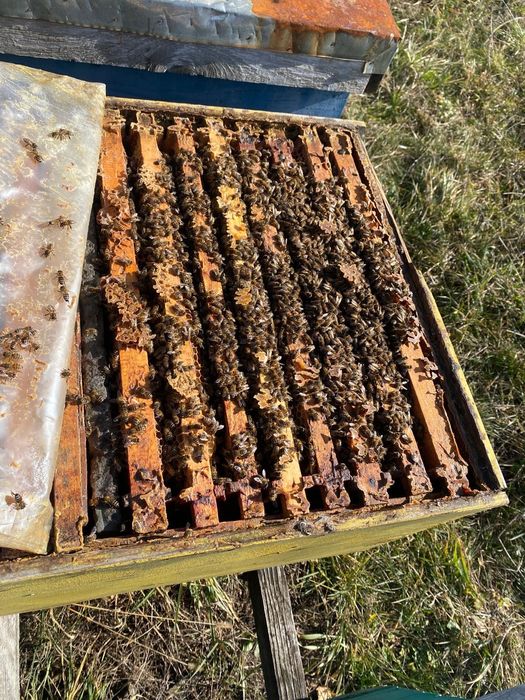 Vând familii de albine