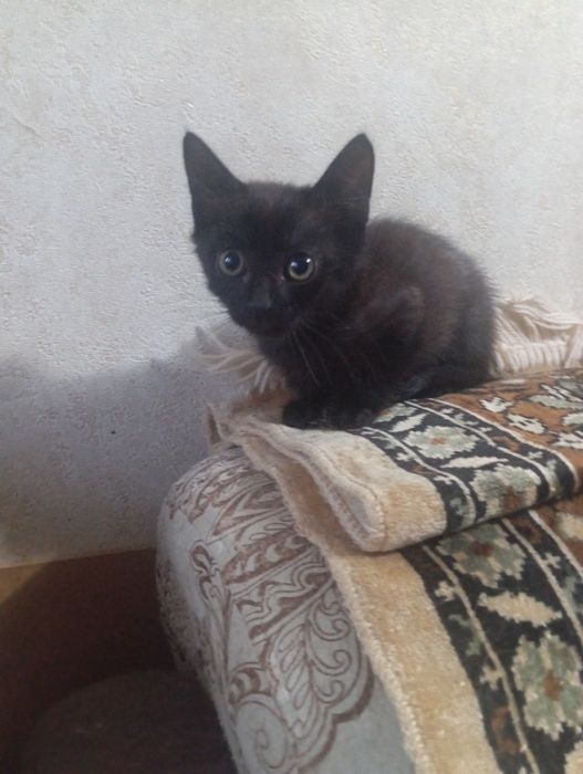 Котёночек в добрые руки.