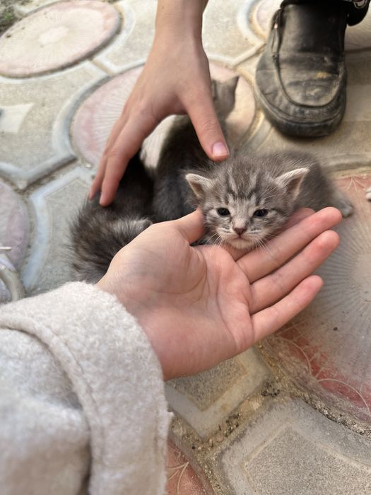 Кошка Мысық Мысык Актау