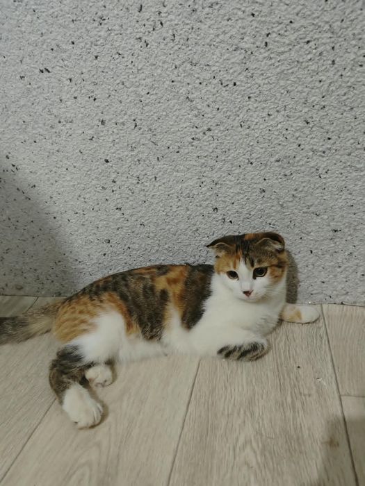Шотландский Вислоухая