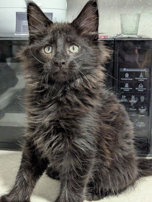 котята Мейн Кун  Полидакт