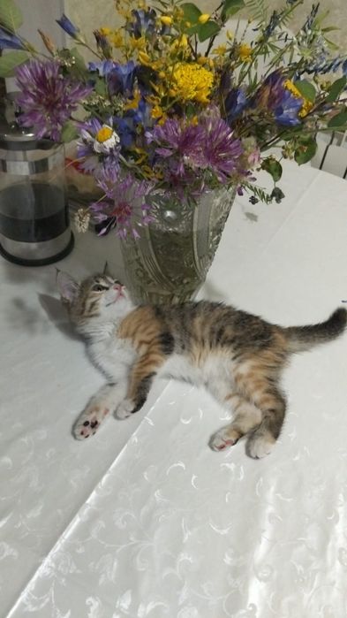 Котёнок,отдаю в добрые руки