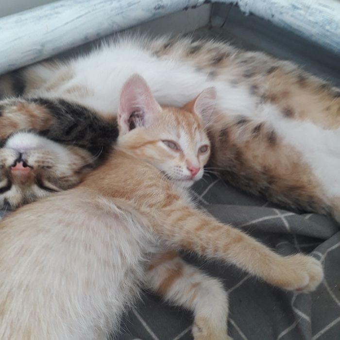 Котята 1,5 мес и 4 мес кошечки
