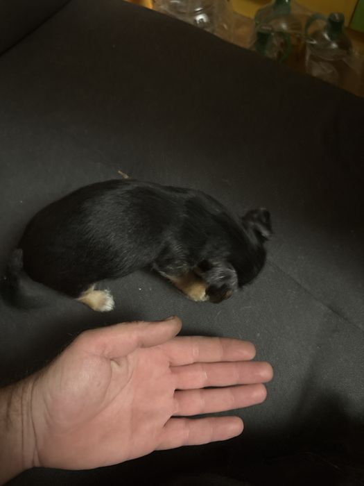 Кръстоска между мини йорки и пинчерчихуа