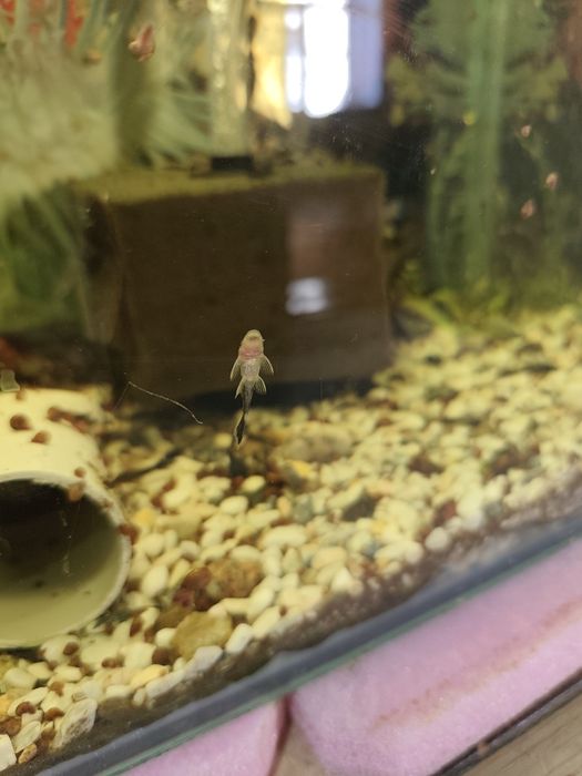 Продаю анцитрусы вуаливые по 25 тыс,  и есть простые по 10 тыс . Содыл