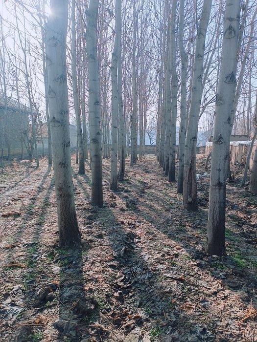 Pavloniya daraxti mebel uchun tayyor