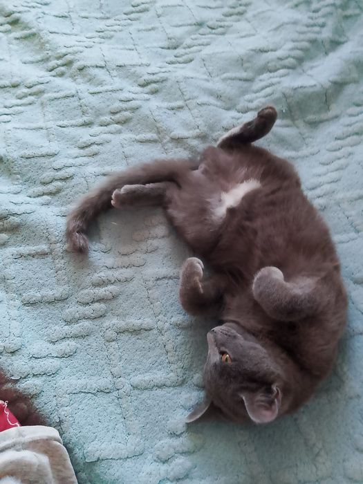 Отдам кошку в любящую семью