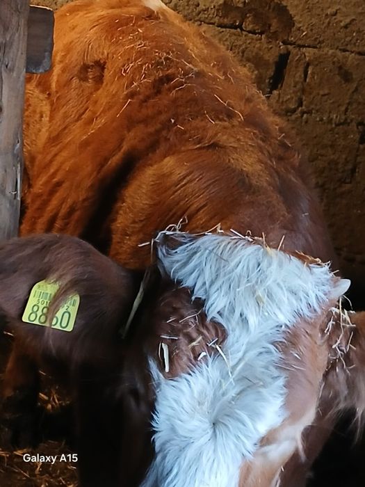 Viței mari de vânzare bucata 6500lei aproximativ 250  300 kilograme prețul  negociabil  din 4 doi se vând la ales