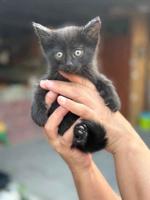 Отдам котят  1,5 месяца