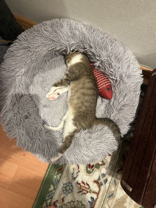 Котенок (читать описание)
