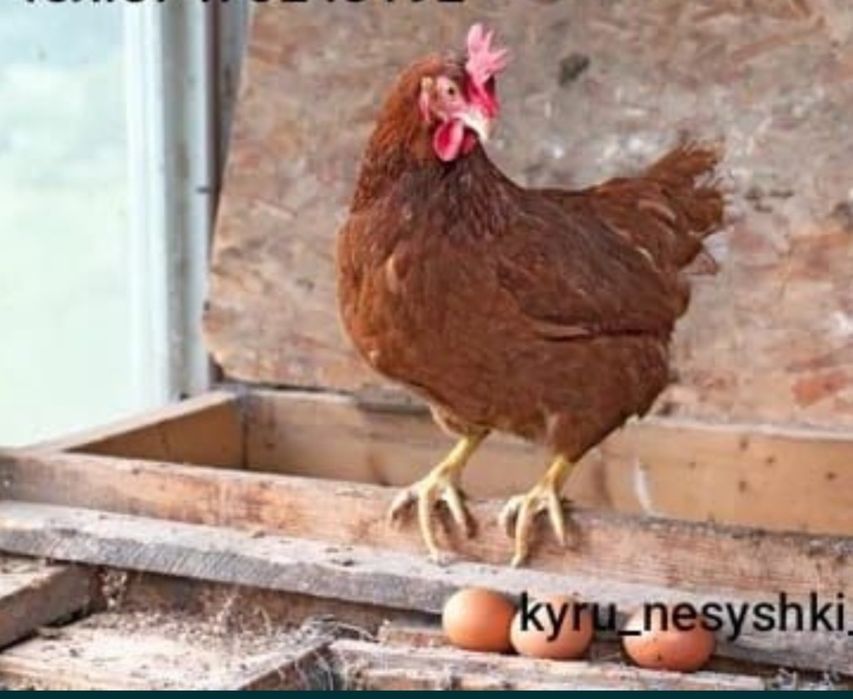 Продаются куры несушки