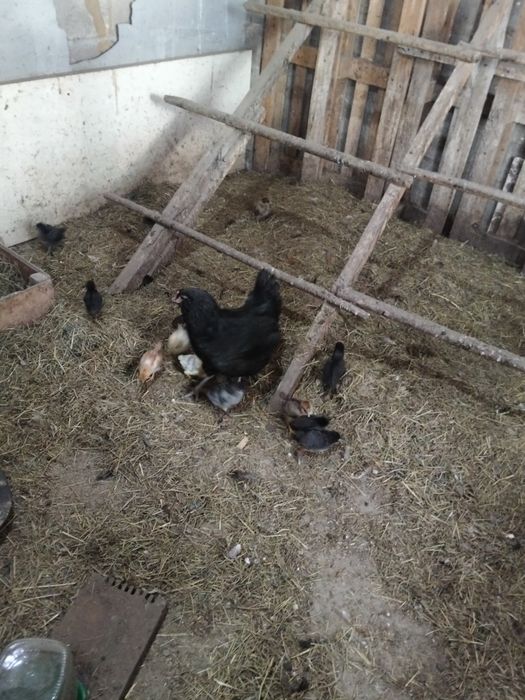 Курица квочка в продаже
