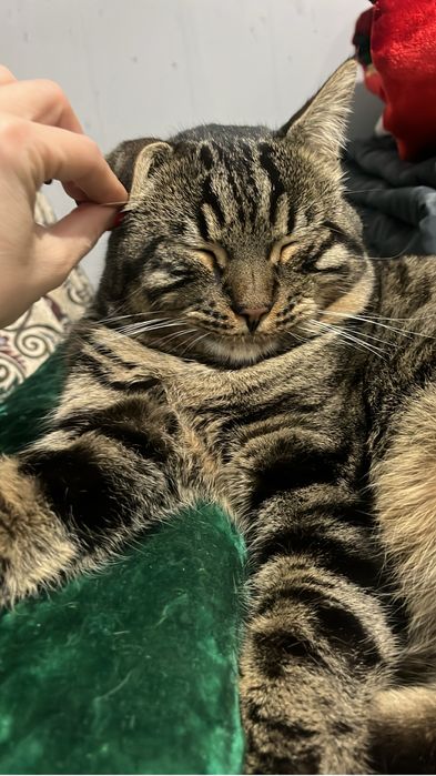 Ищу кота за вознаграждение !