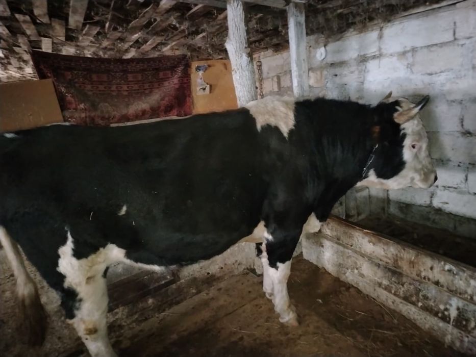 Продам быка 2,5 годика