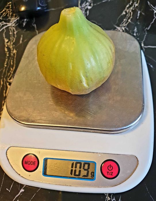 Vând smochin Brunswick