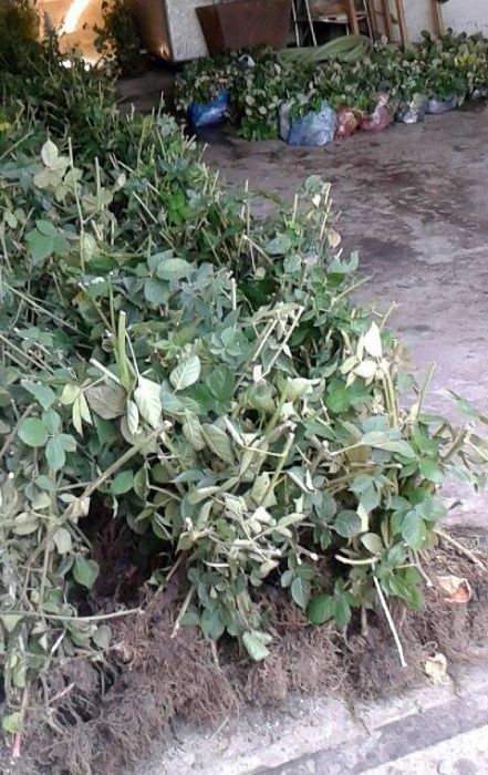 Drajoni mur fara tepi Thornfree si Stoloni de capsuni pentru solar