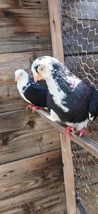 Porumbei jucători de galați