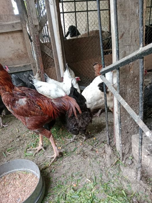 Куры несушки  молодняк