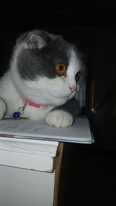 Soĝlom qizbola mushu