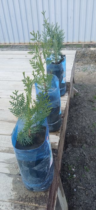 Жас көшеттер бар арзан багада