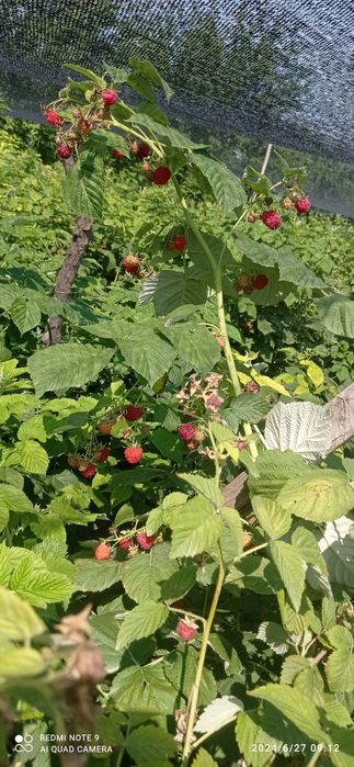 Malina ko'chatlar sotiladi