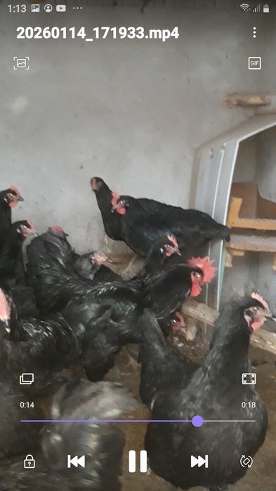Кора шахзода тухум ва жожалари