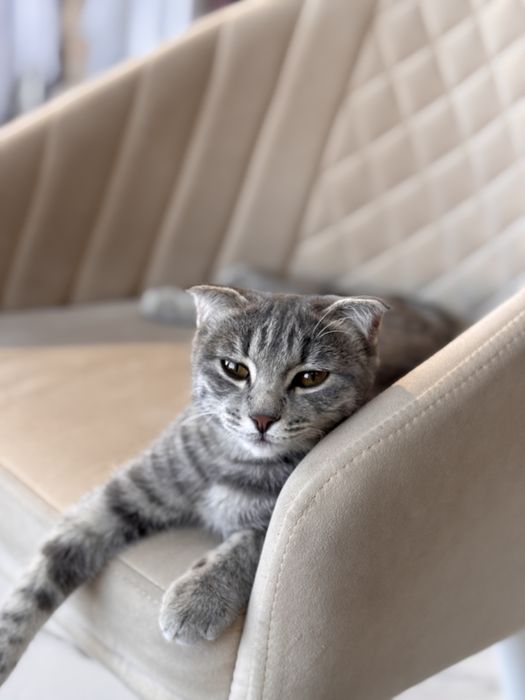 Найдена кошка Кентау