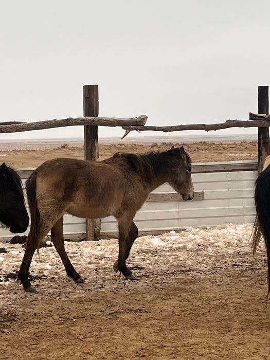 Жабағылар сатылады