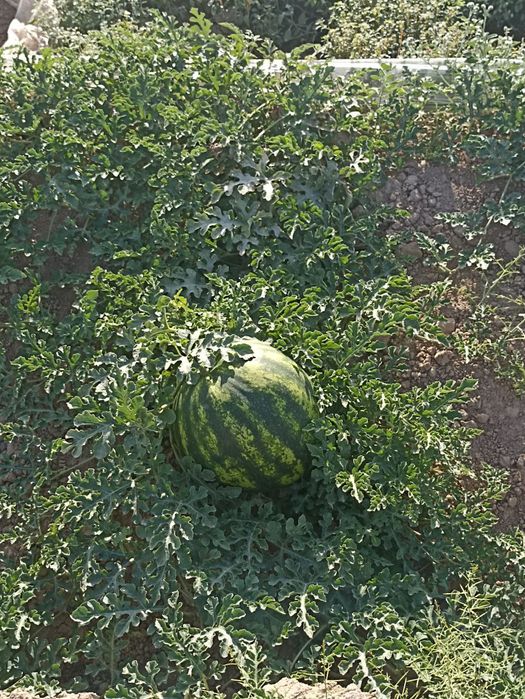 Koʻkdala asl tarvizlari !!!