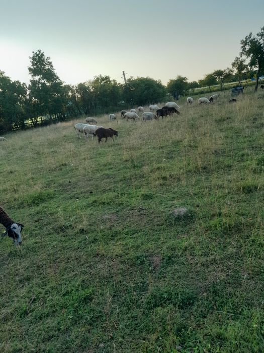Vând oi de rasă mixtă