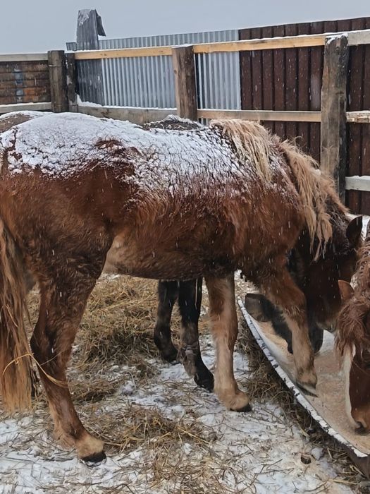 Сатам құнан ,байтал ,3 жасар, байтал жирен ,құнан көк