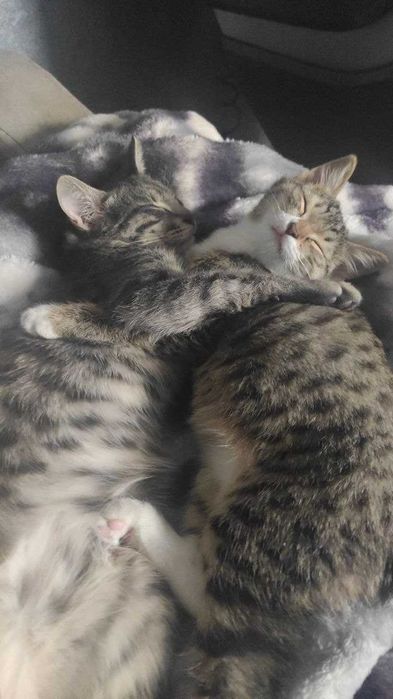 Отдам кошек в хорошие руки