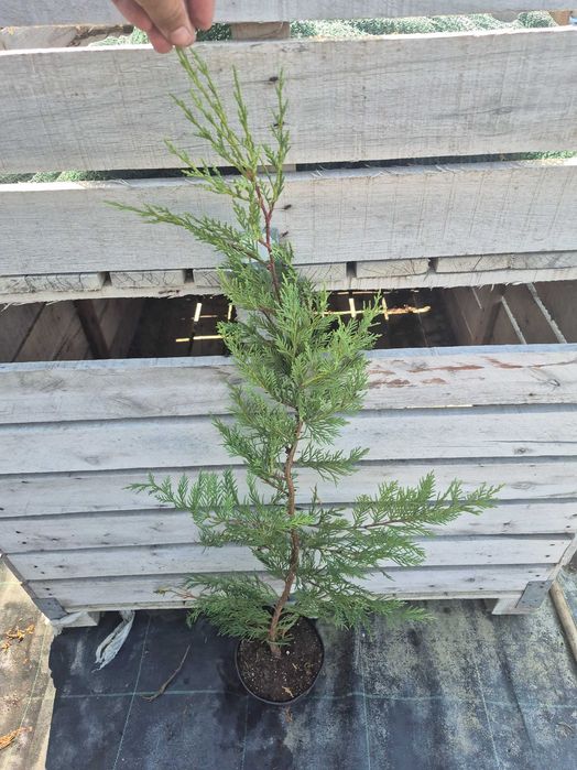 Leylandii 100-120CM
