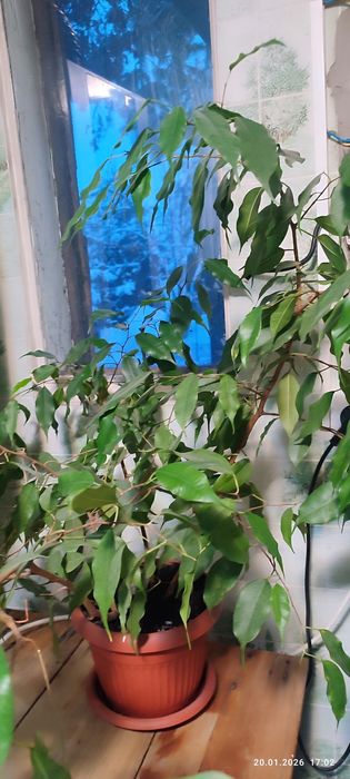 Продам фикус Бенджамина