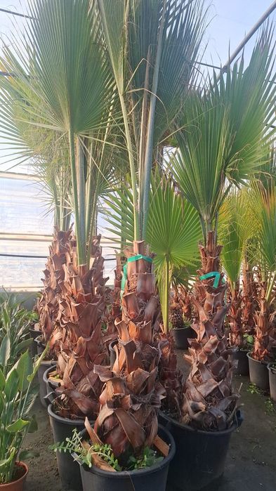 Vând plante ornamentale tuia leylandii asiguram transport în toată țar