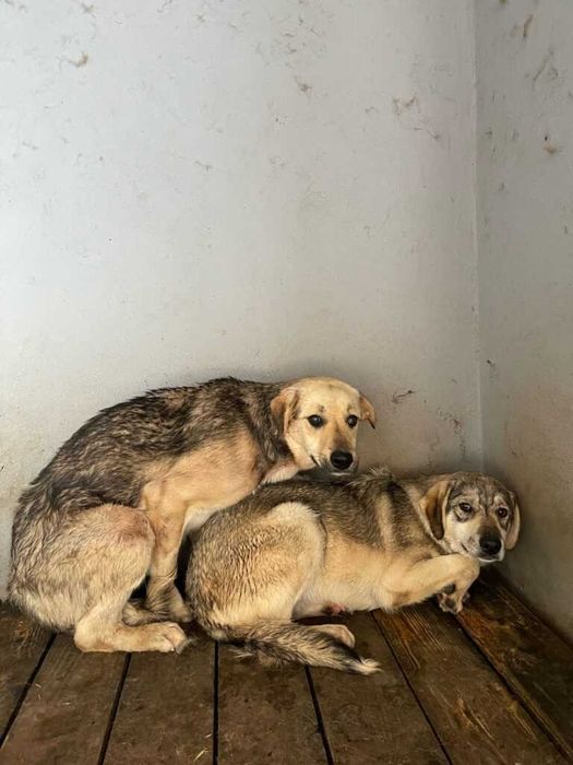 Adopta un caine - doua suflete au nevoie de o casuta!