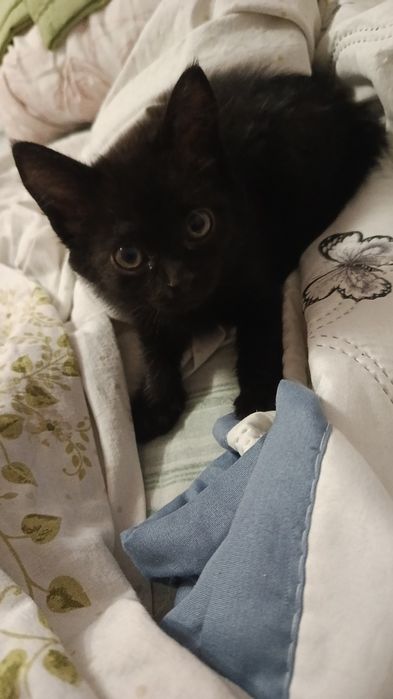 Котенок девочка ,ищет добрые ручки