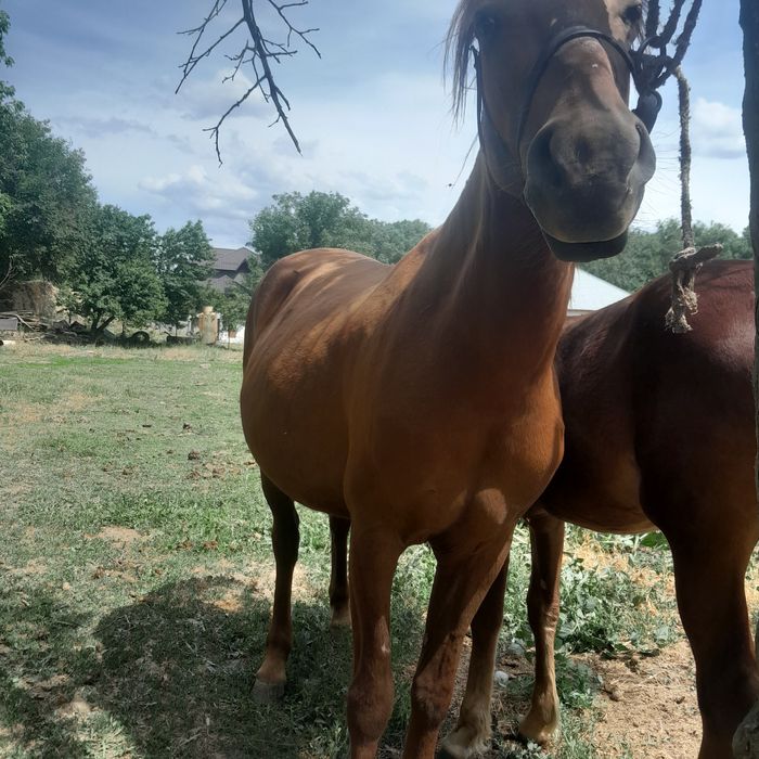 Таза қан данчак бие сатылады
