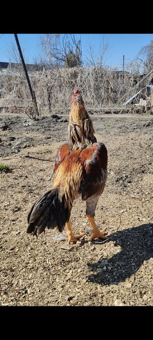 Дакан Июньский петух