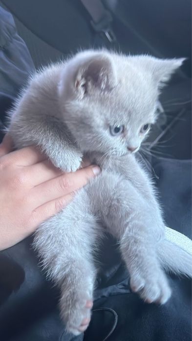 Котенок шотландец