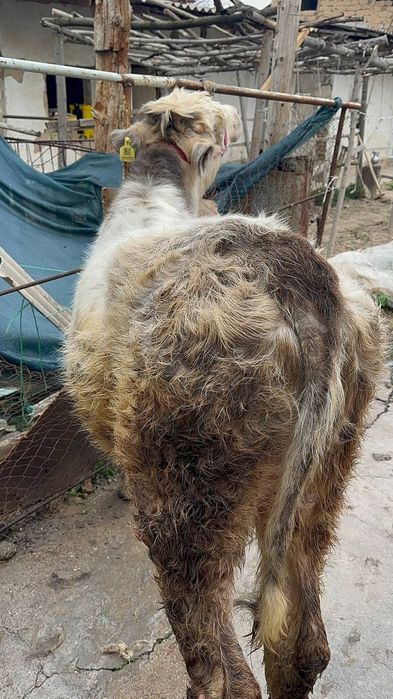 Abliko buqa sotiladi