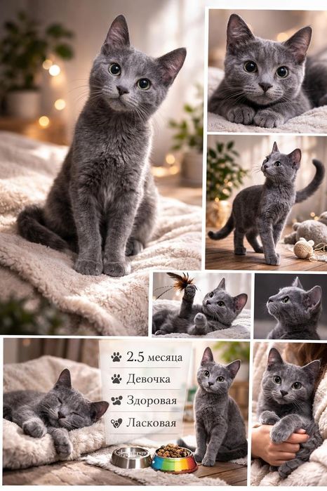 Мальчики и девочки ждут любящих хозяев