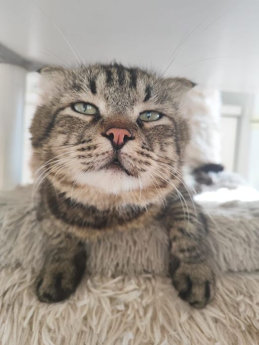 Кот в добрые руки