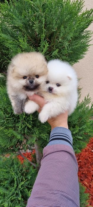 Померан померанче