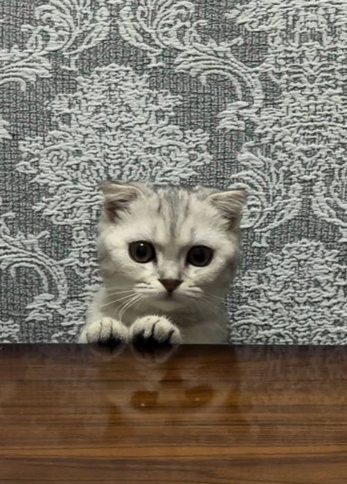 [scottish fold)  6 месець девочка