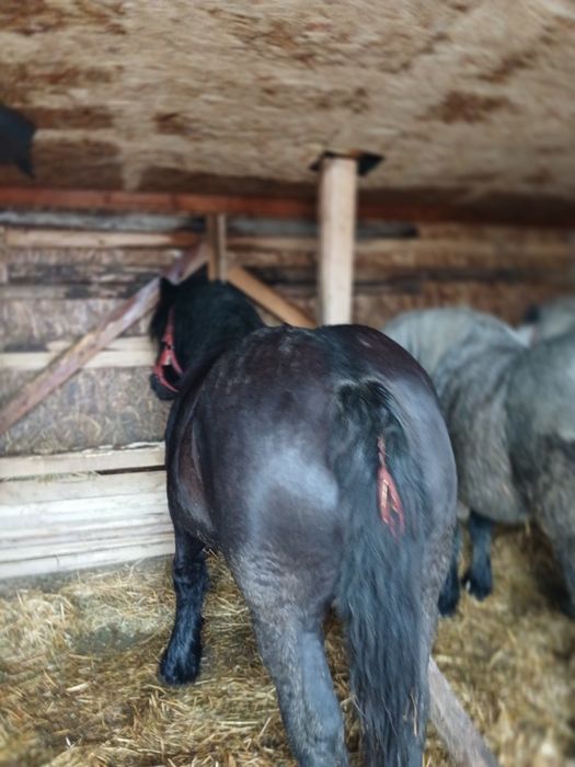 Vand iepe manza foarte cuminti