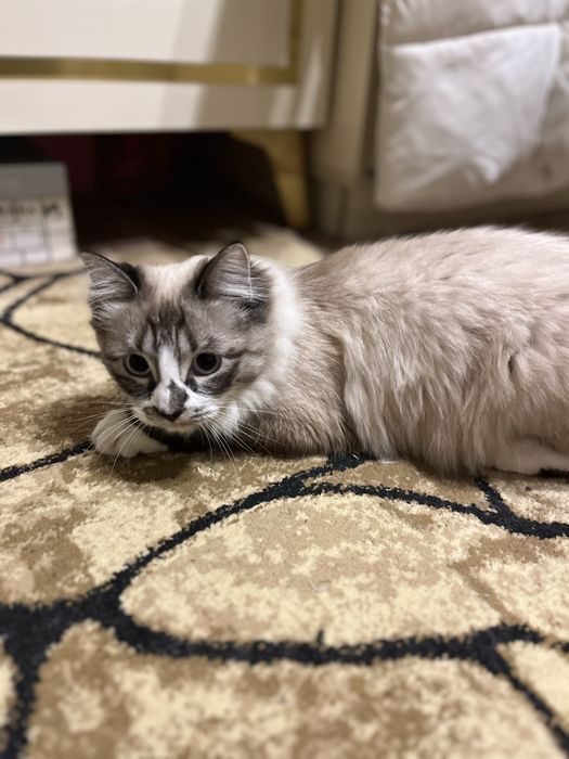 Кошку в добрые руки