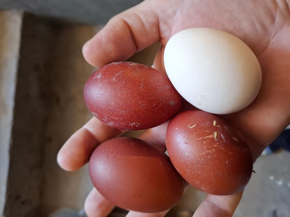 Ouă Marans pentru incubat